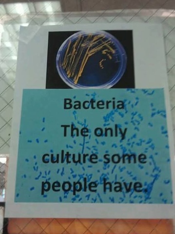 Bacteria Culture
