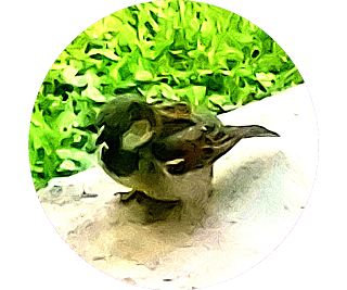 A Bird On A Porch