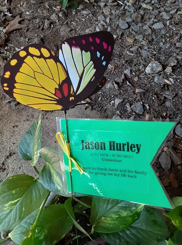 Jasons Butterfly