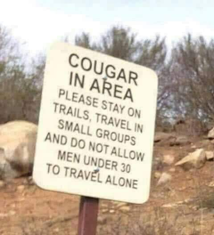 Cougar In Area