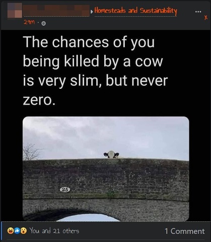 Cow Chance