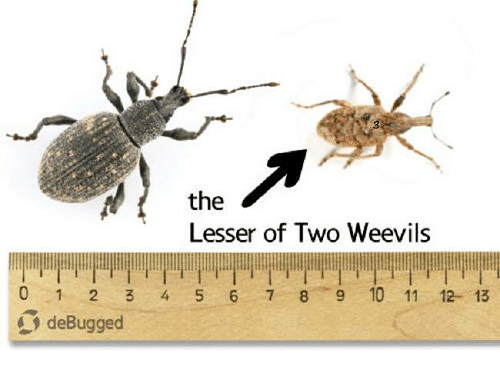 Lesser Of Two Weevils
